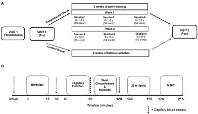 Effect of two-weeks of school-based sprint training on physical fitness, risk factors for cardiometabolic diseases and cognitive function in adolescent girls: A randomized controlled pilot trial